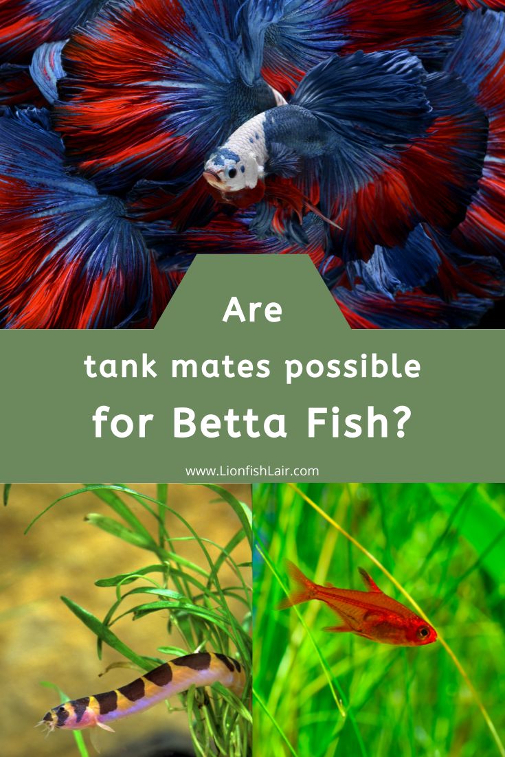 two different types of betta fish with text that reads are tank mates possible for betta