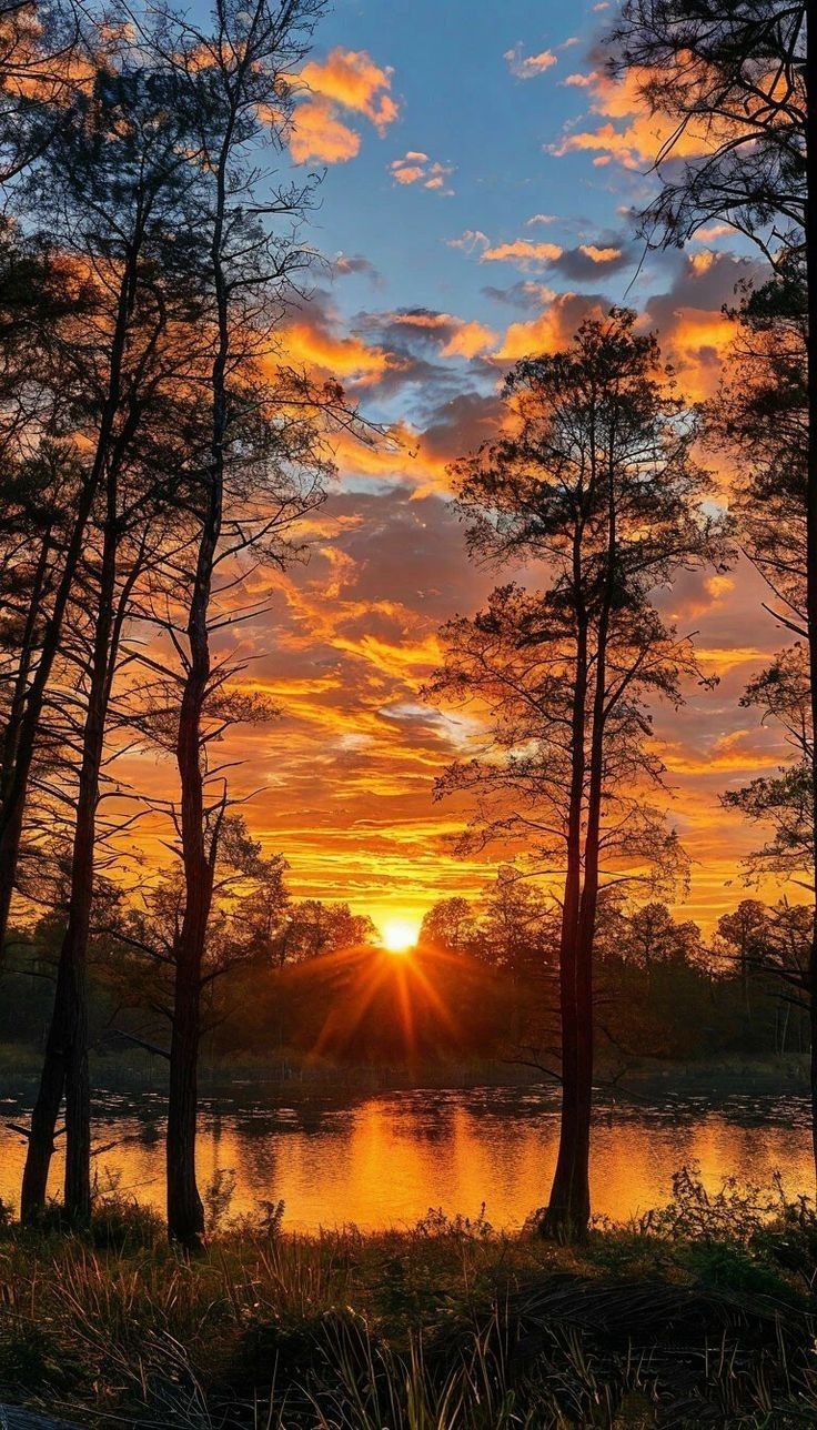 the sun is setting behind some trees near a lake with water in front of it