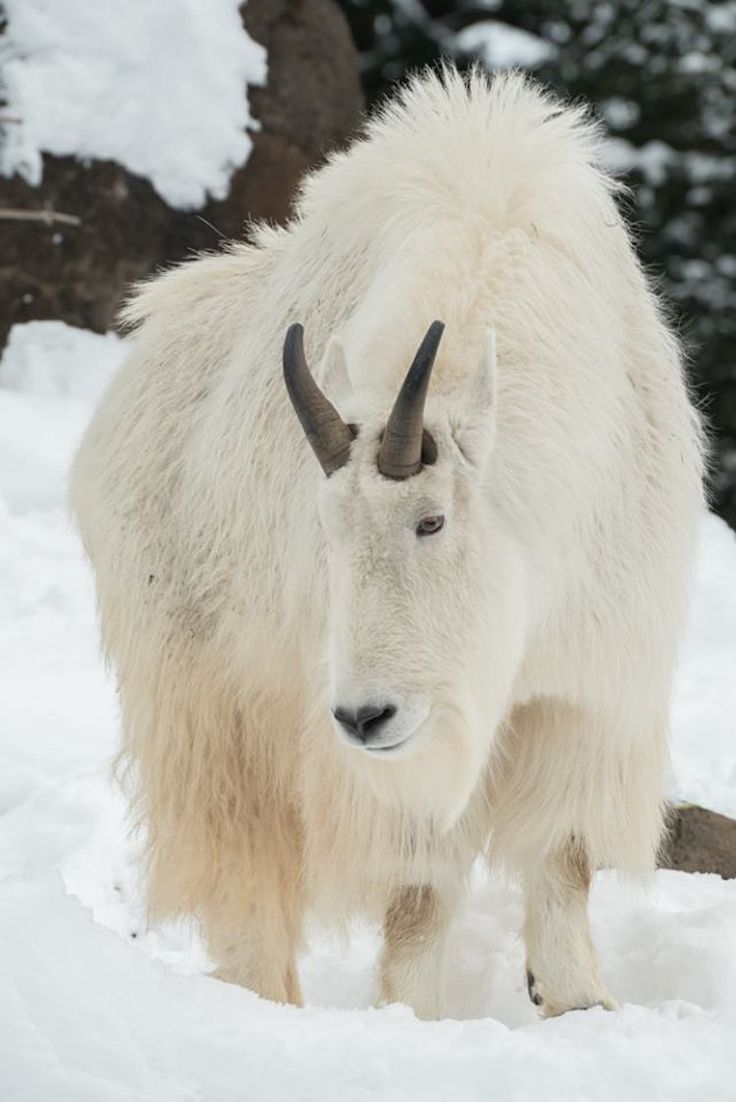 a mountain goat with long horns standing in the snow near some rocks and tree branches