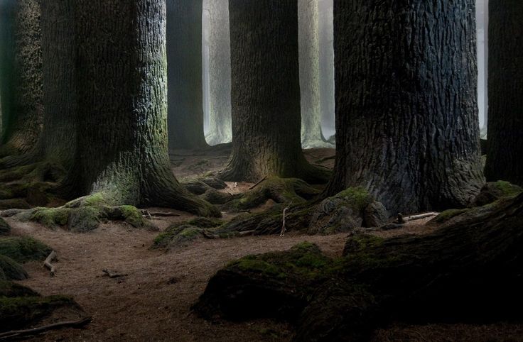 an image of a forest with trees and moss