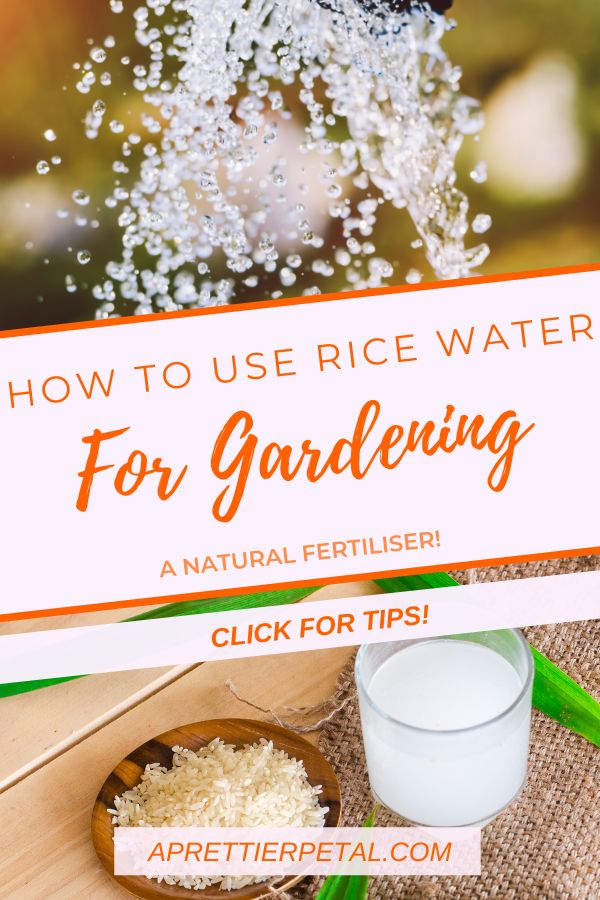 how to use rice water for gardening and natural fertilisser click for tips