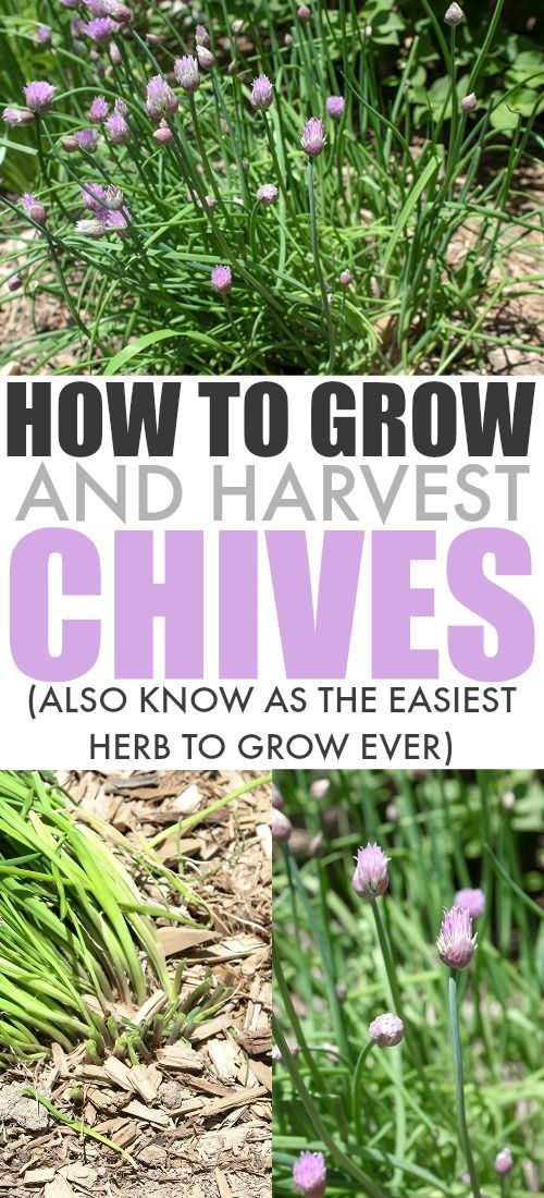 purple flowers growing in the ground with text overlay that reads how to grow and harvest chives also know as the fastest herb to grow ever