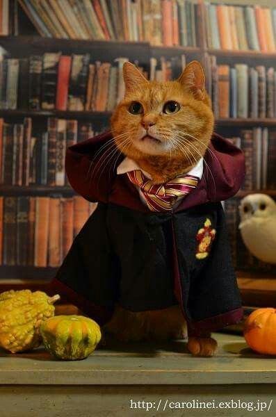 an orange cat dressed up as harry potter in front of bookshelves and pumpkins