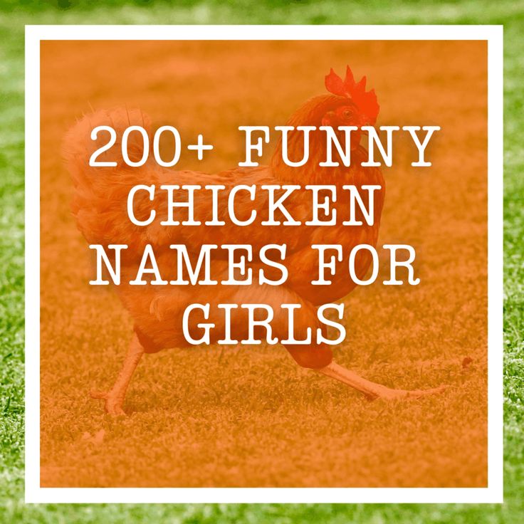 a chicken with the words 200 funny chicken names for girls