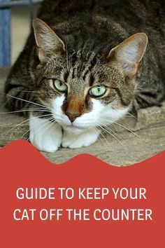 a cat laying down on the ground next to a red sign that says guide to keep your cat off the counter