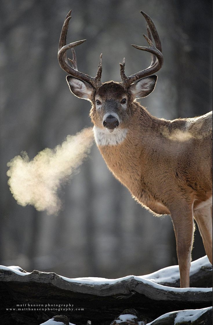 a deer standing on top of a snow covered ground