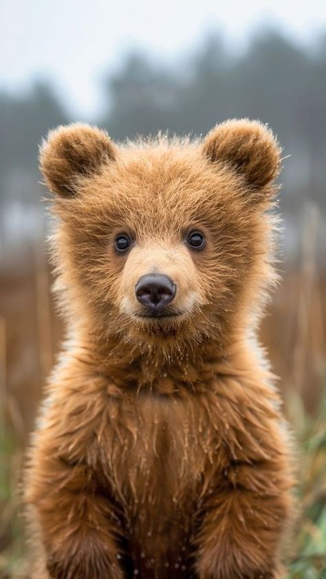 a small brown bear standing on its hind legs