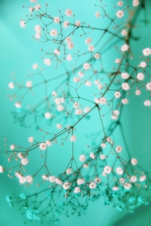 small white flowers on a green background