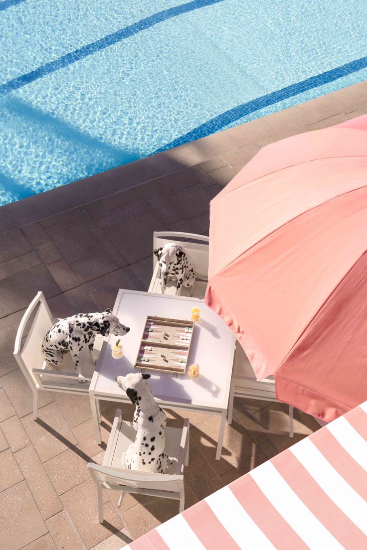 two dalmatian dogs sitting at a table under an umbrella next to a swimming pool