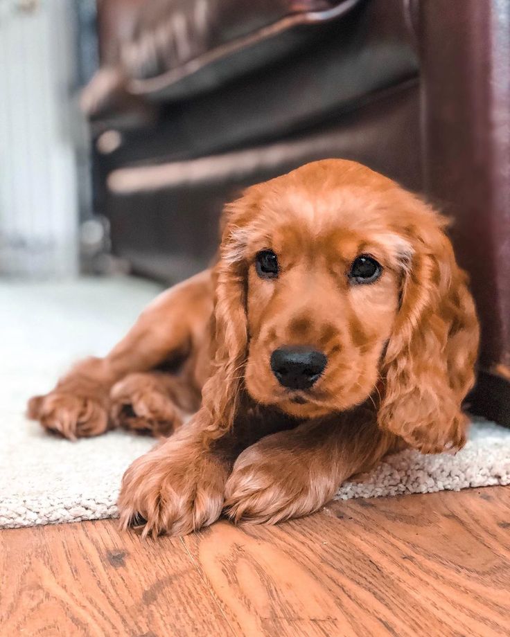 a brown dog laying on top of a wooden floor next to a rug and door