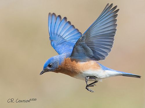 a small blue bird flying through the air with it's wings spread wide open