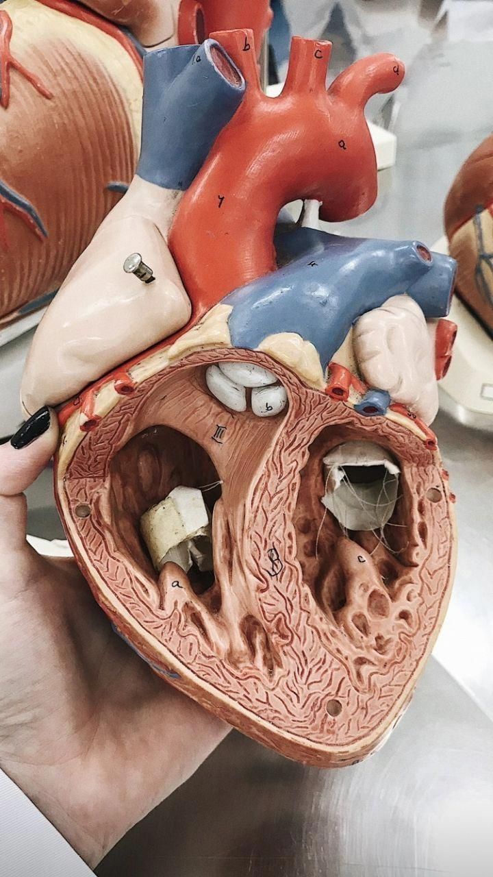 a model of the heart being held by someone