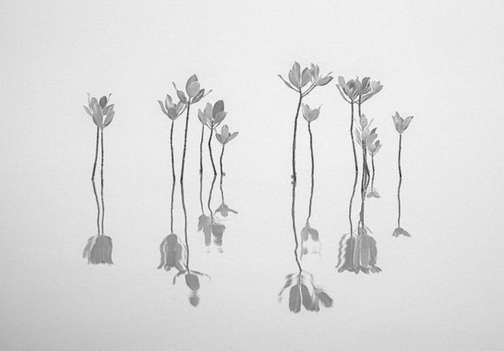 four flowers are shown in black and white