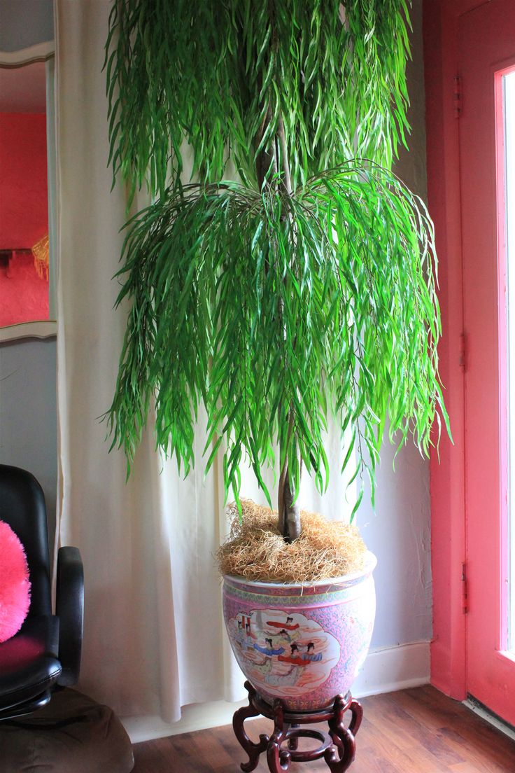 a potted palm tree sitting on top of a wooden stand next to a window