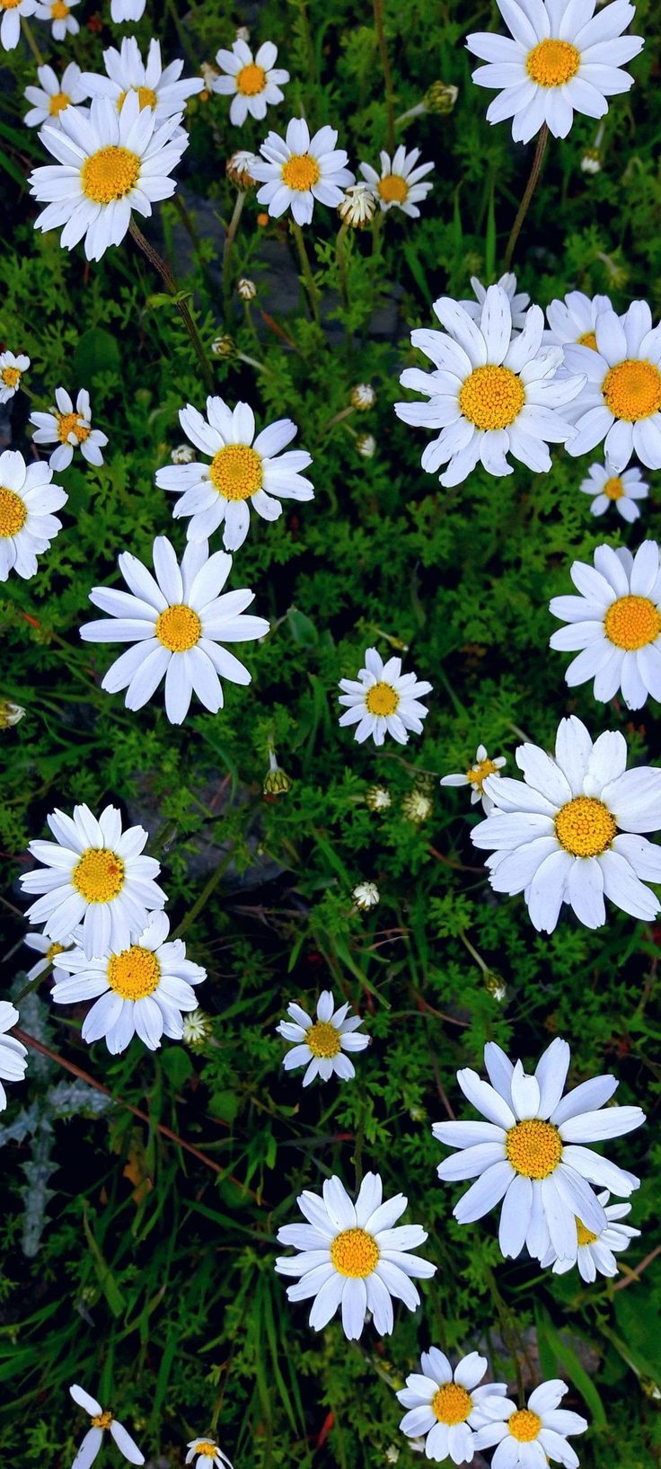 many white daisies are growing in the grass