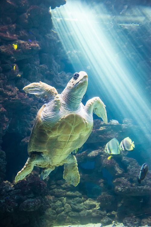 a turtle swimming in an aquarium surrounded by fish