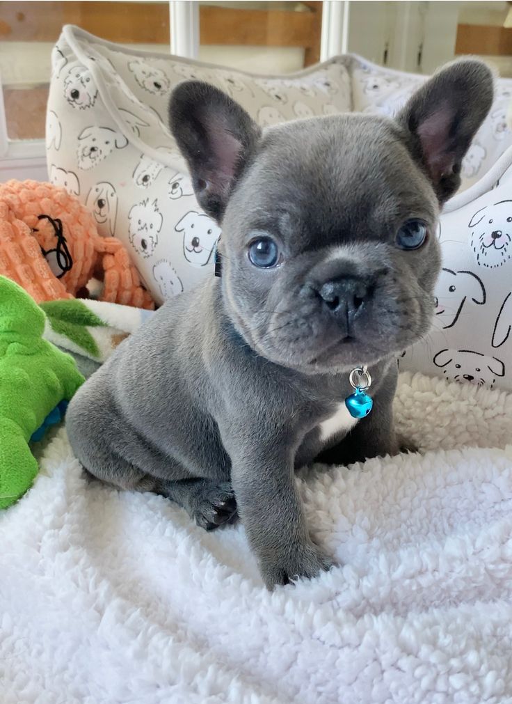 a small gray dog sitting on top of a white bed next to stuffed animal toys