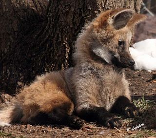 an animal that is laying down in the dirt next to a tree with snow on it