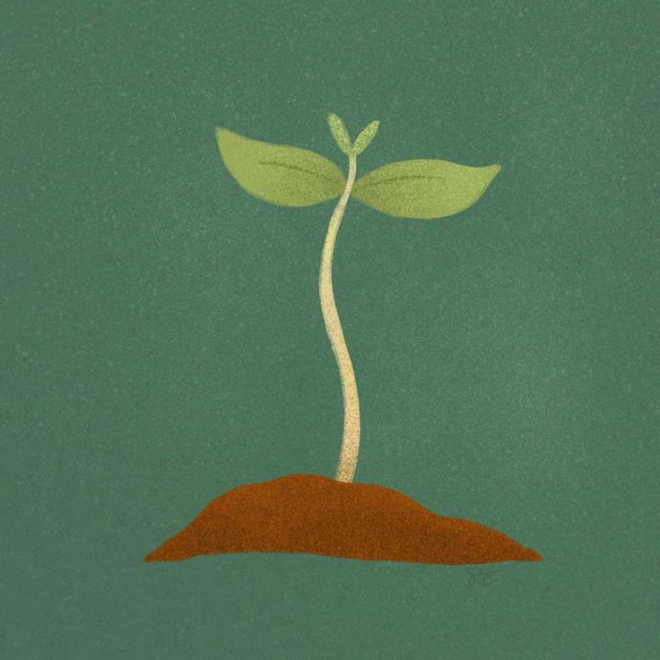 a plant sprouts out of the ground on a green background with red dirt