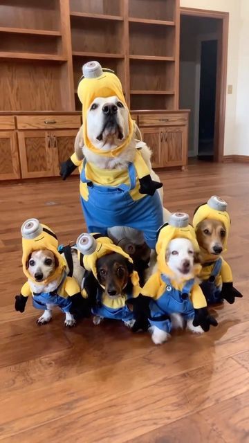 a group of dogs dressed up as minion and despicable minions from despicable me