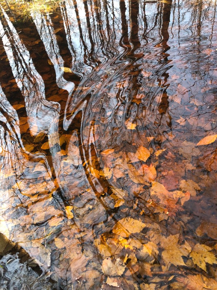 the reflection of trees and leaves in water