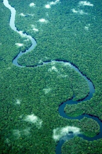 an aerial view of a river running through a lush green forest