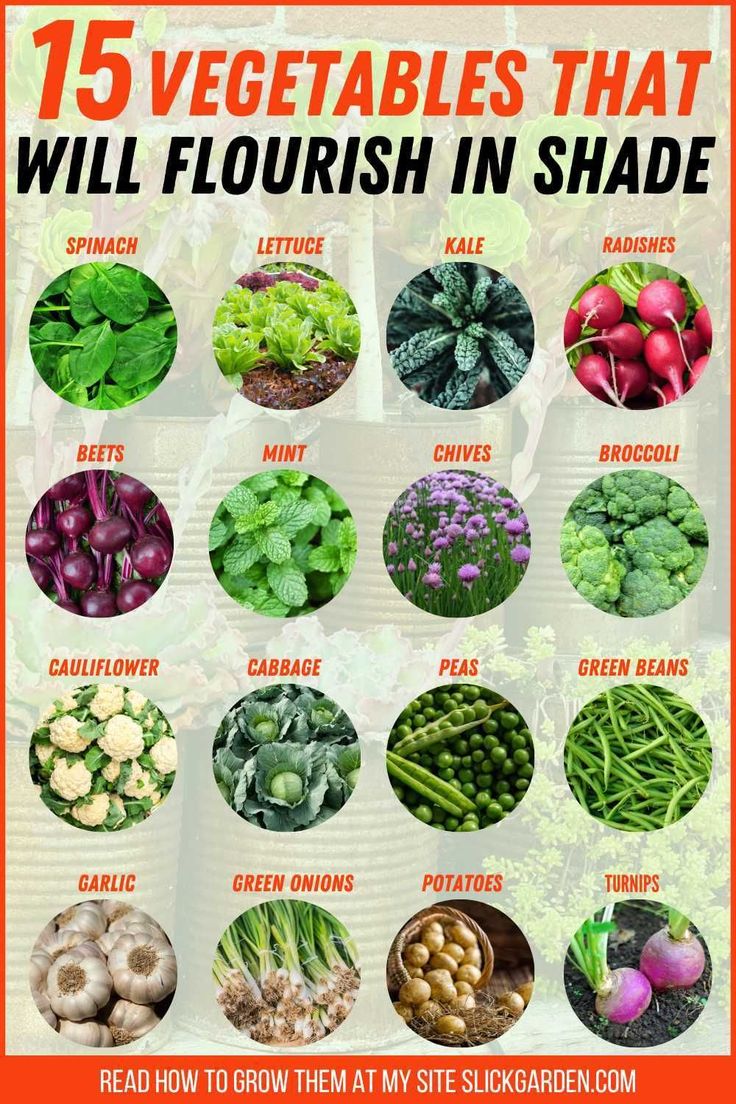 Turn your shady garden into a green haven with these thriving vegetables! 🌿🥦 Winter Garden Vegetables, Garden Vegetables To Grow, Shade Tolerant Vegetables, Shade Garden Vegetables, Gardening Ideas On A Budget, Vegetable Garden Ideas Backyard, Shaded Vegetable Garden, What Vegetables To Plant Together, Shady Vegetable Garden