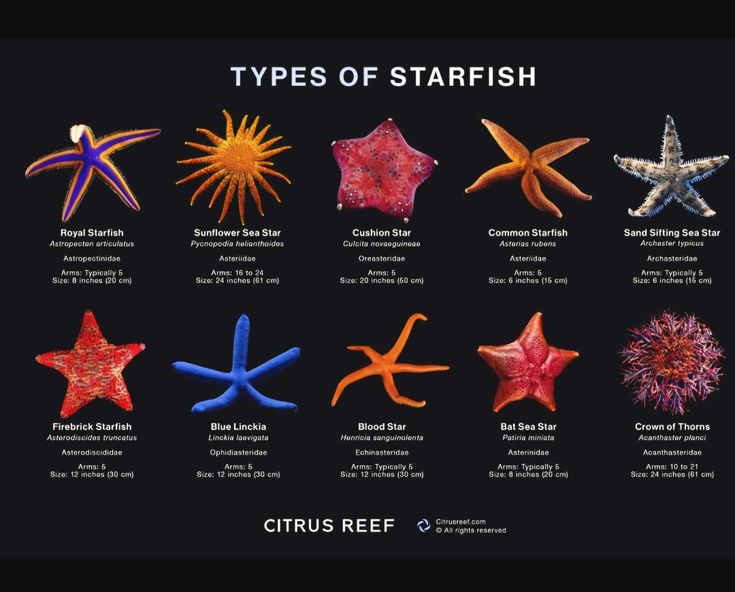 different types of starfish are featured in this poster, which includes the names and colors