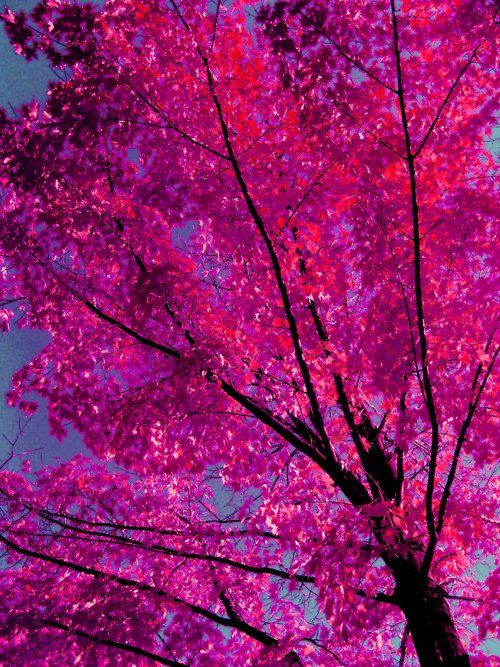 a pink tree with purple leaves against a blue sky