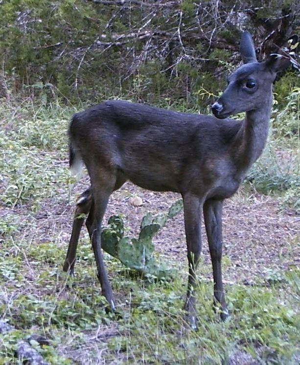 a small deer standing on top of a grass covered field next to trees and bushes