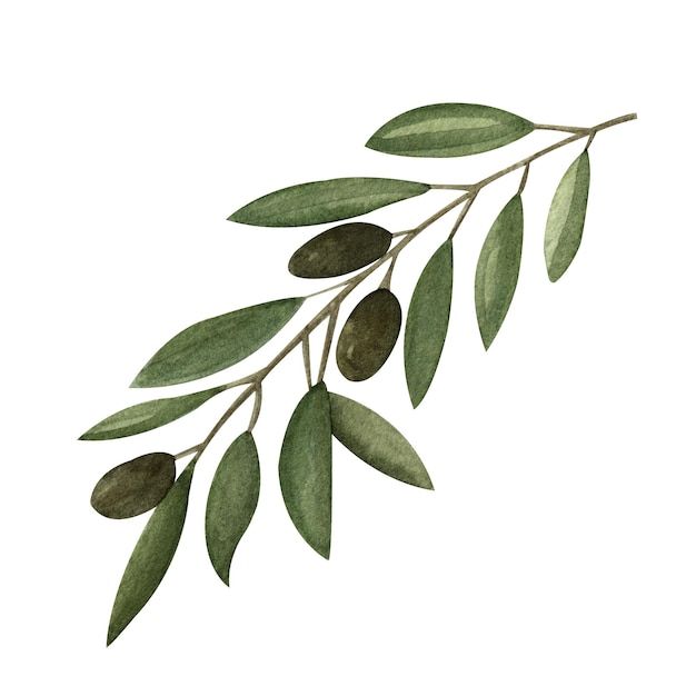 an olive branch with green leaves on it