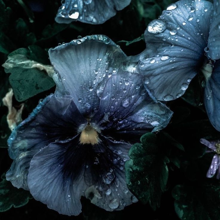 some blue flowers with water droplets on them