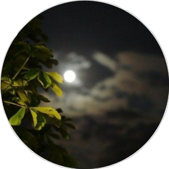 the moon is shining brightly in the night sky over some trees and leaves on a tree branch