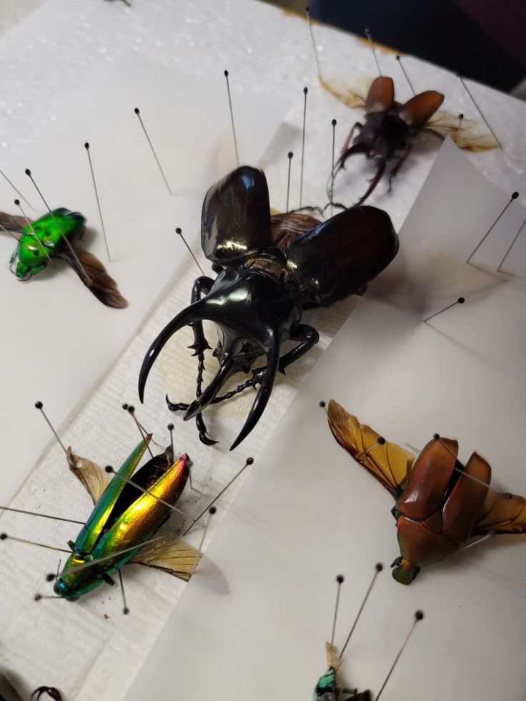 several different types of insects on a white table cloth with pins stuck to the back of them