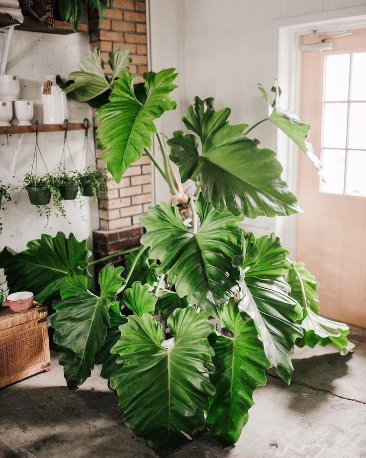 a large green plant sitting in the middle of a room next to a window and potted plants