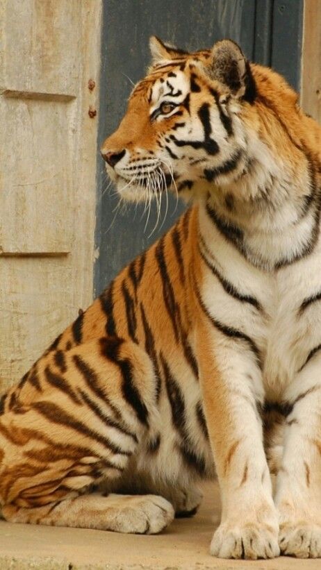 a tiger sitting on the ground in front of a door