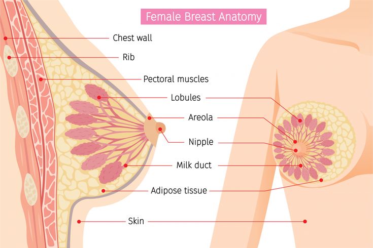 breast anatomy with labels and description