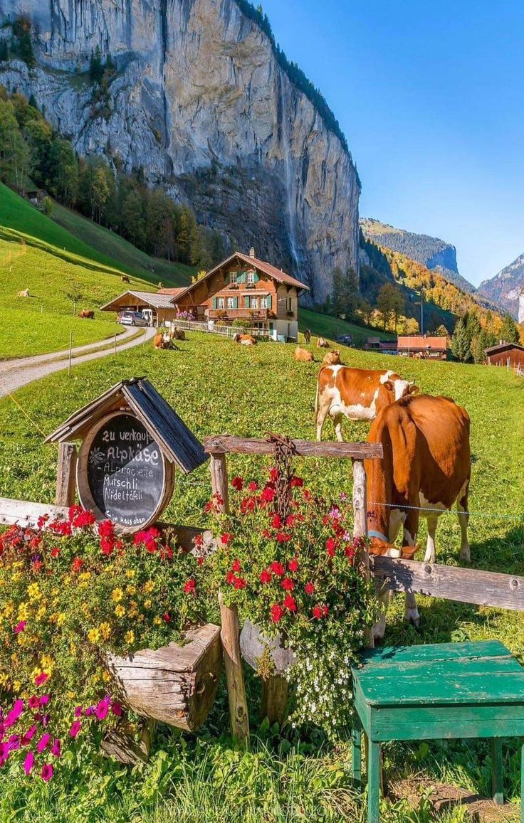 two cows are standing in the grass next to some flowers and buildings with mountains in the background