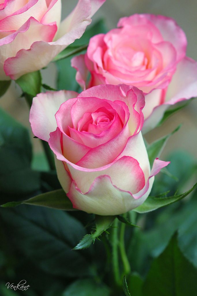 three pink and white roses with green leaves