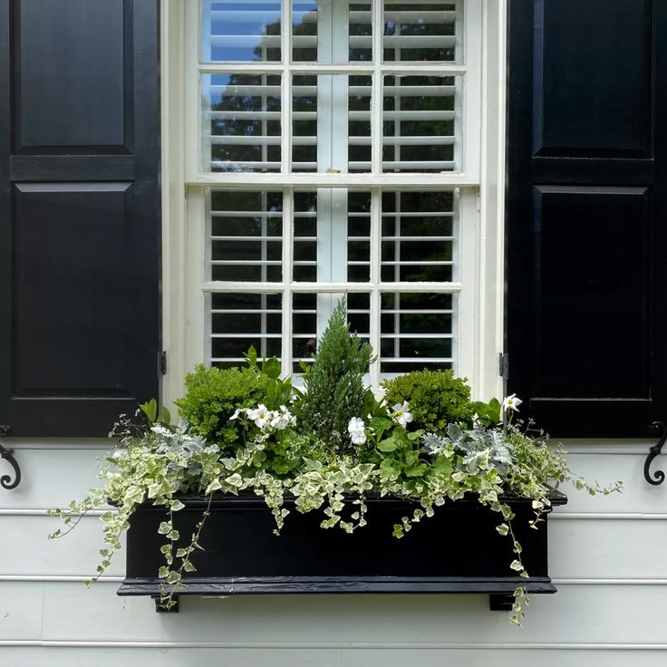 a window box filled with green plants next to black shutters and white trimming