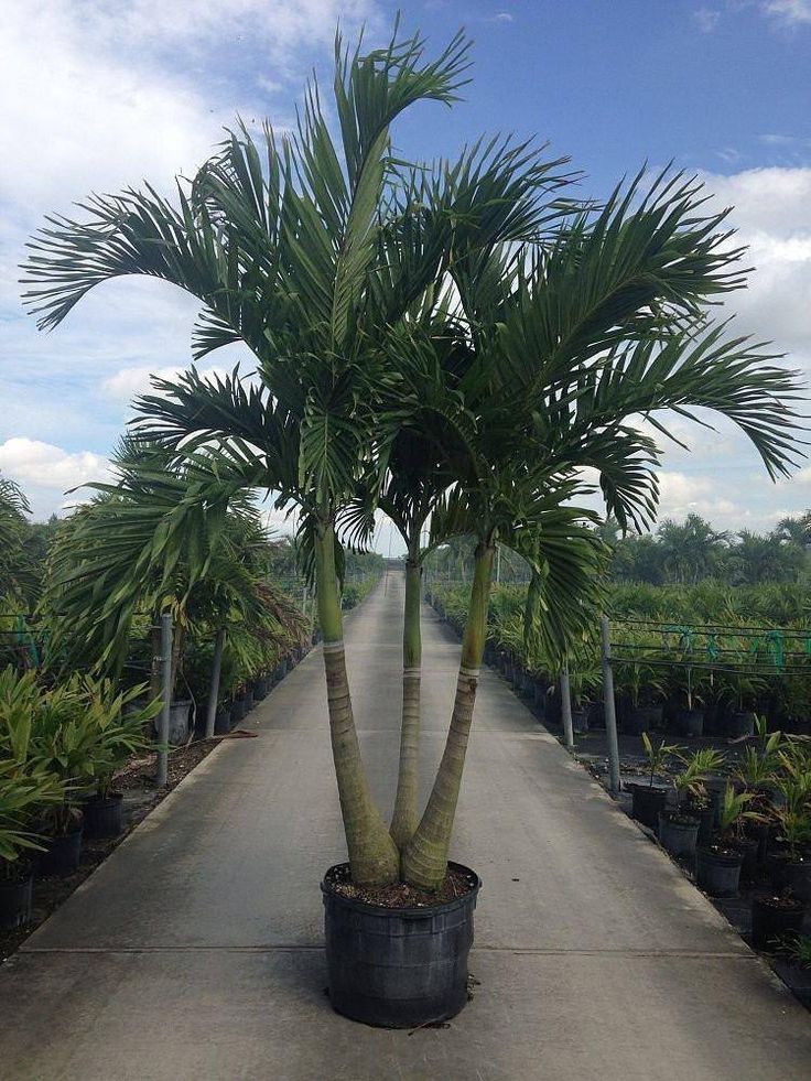 a large palm tree sitting in the middle of a dirt road surrounded by lots of potted plants