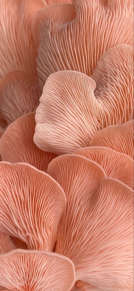 an image of some pink mushrooms that are close together