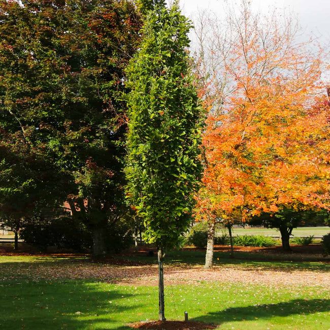 two tall trees in the middle of a grassy area with red and orange leaves on them