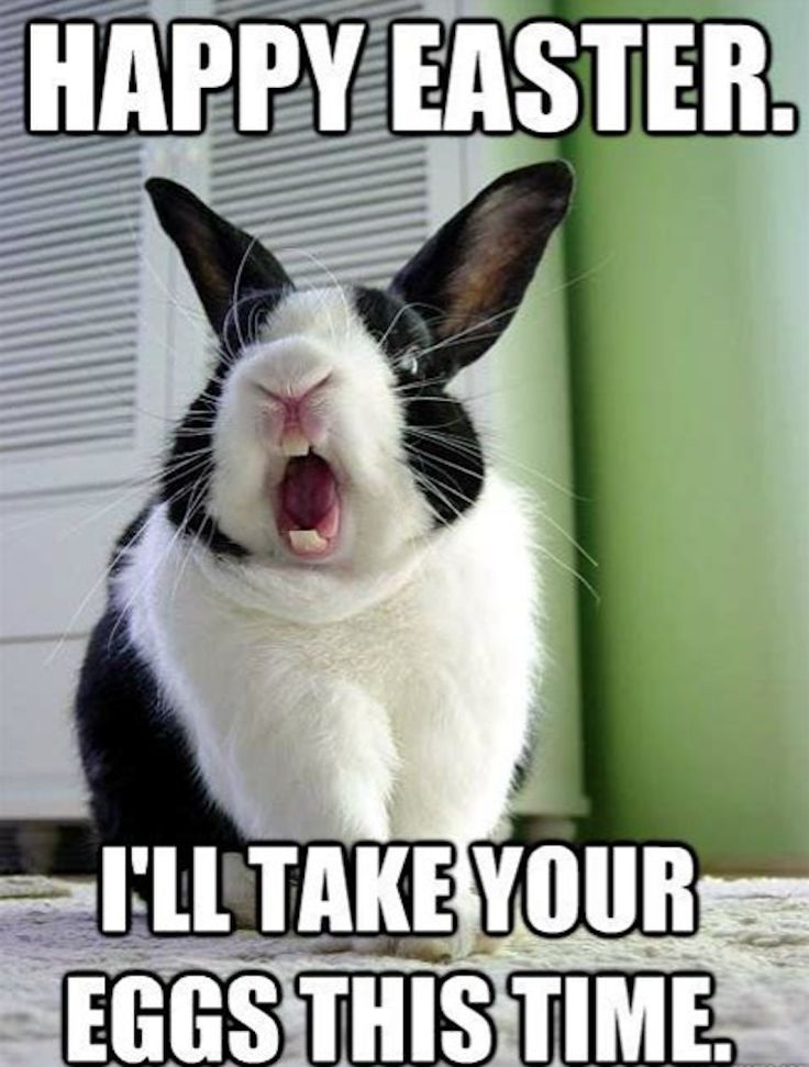 a black and white rabbit yawning while sitting on the floor