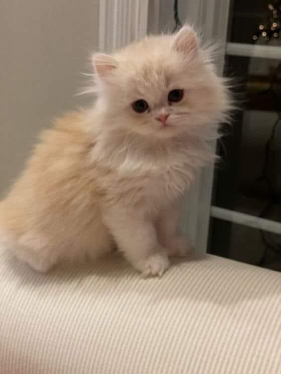 a small white kitten sitting on top of a couch