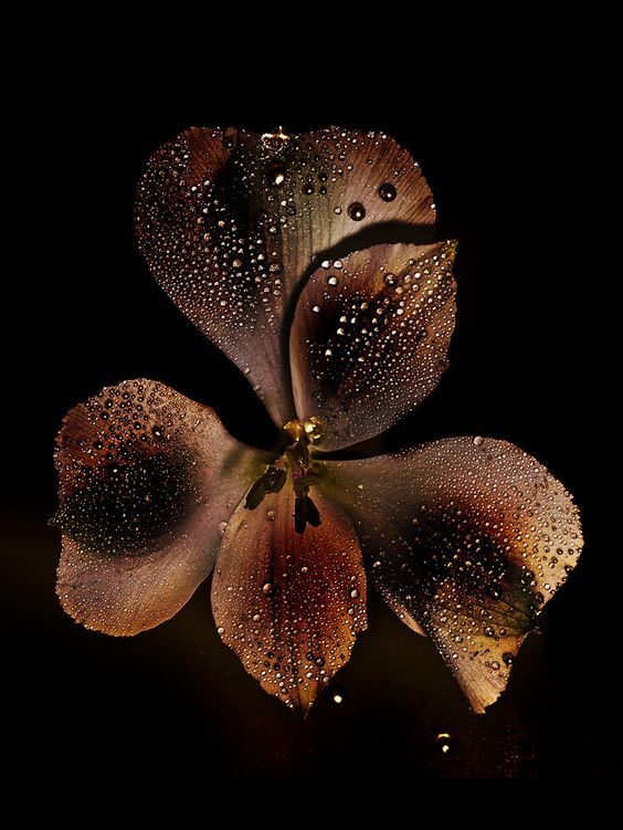 a flower with water droplets on it's petals in the night sky, photographed from above