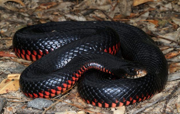 a black and red snake curled up on the ground with leaves around it's sides