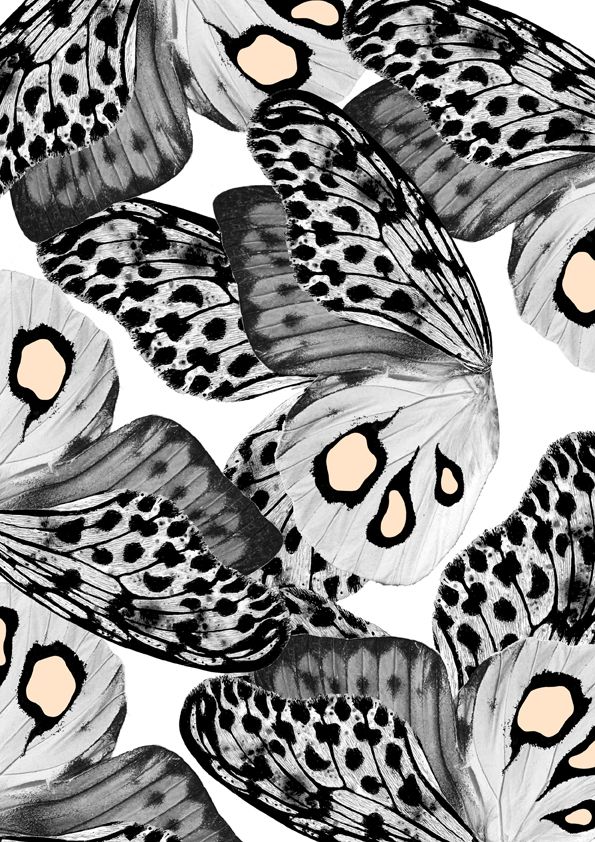 an image of butterflies with spots on their wings