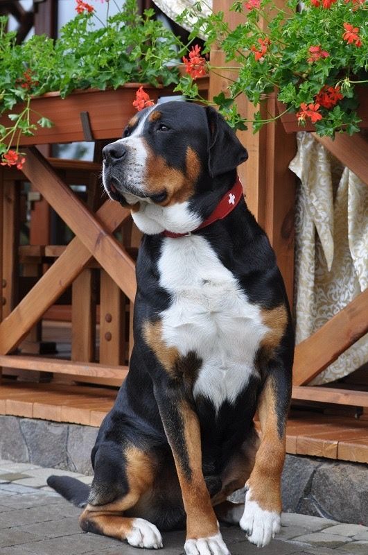 a large black and brown dog sitting on top of a stone floor next to flowers