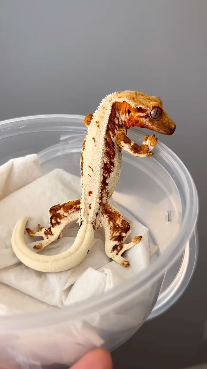 a small gecko sitting on top of a plastic container filled with white cloths